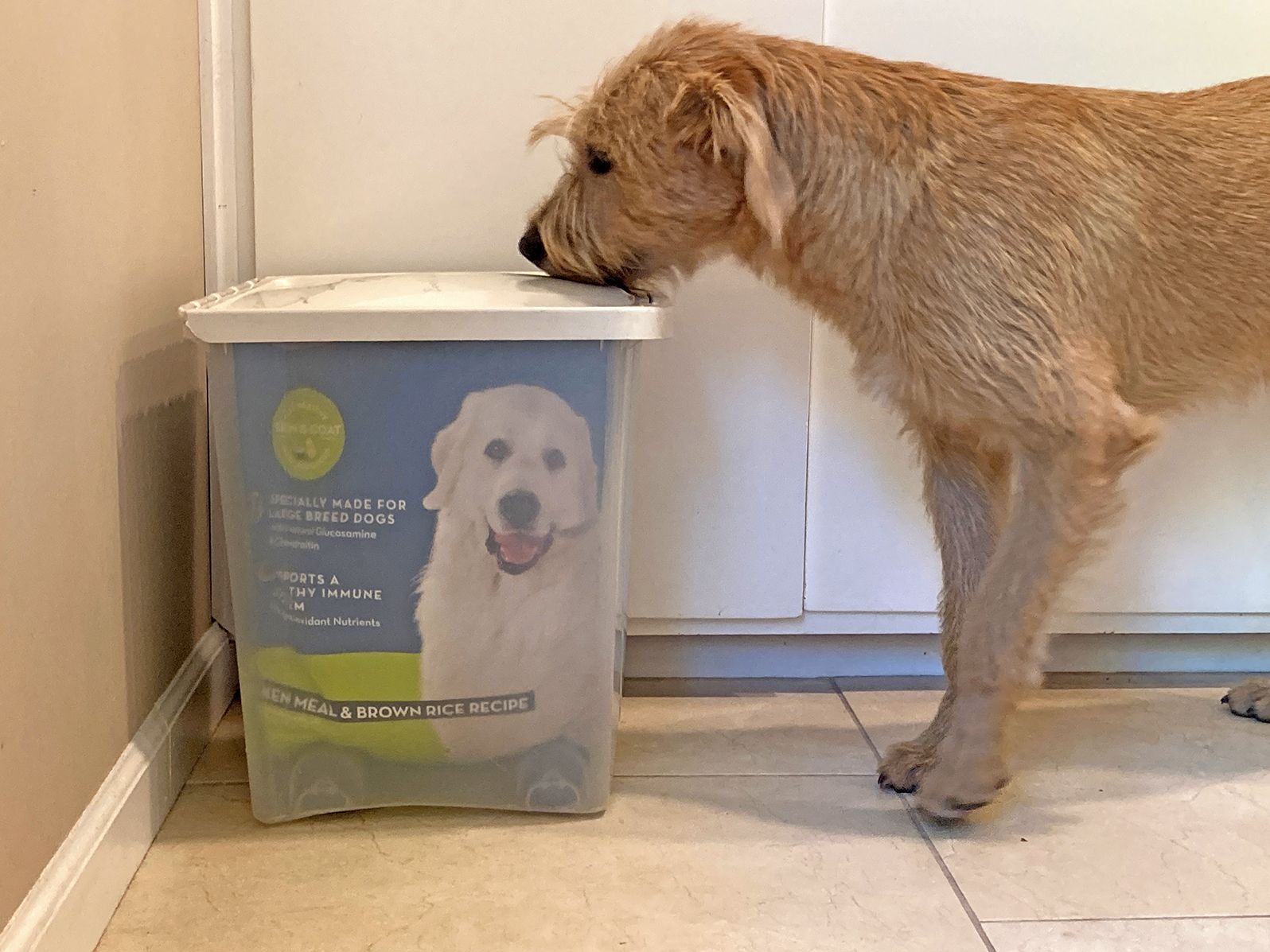 A pantry shelf with a clear airtight pet food storage bin; the original dry dog food bag sits inside the bin with the top folded so the label and lot number remain visible