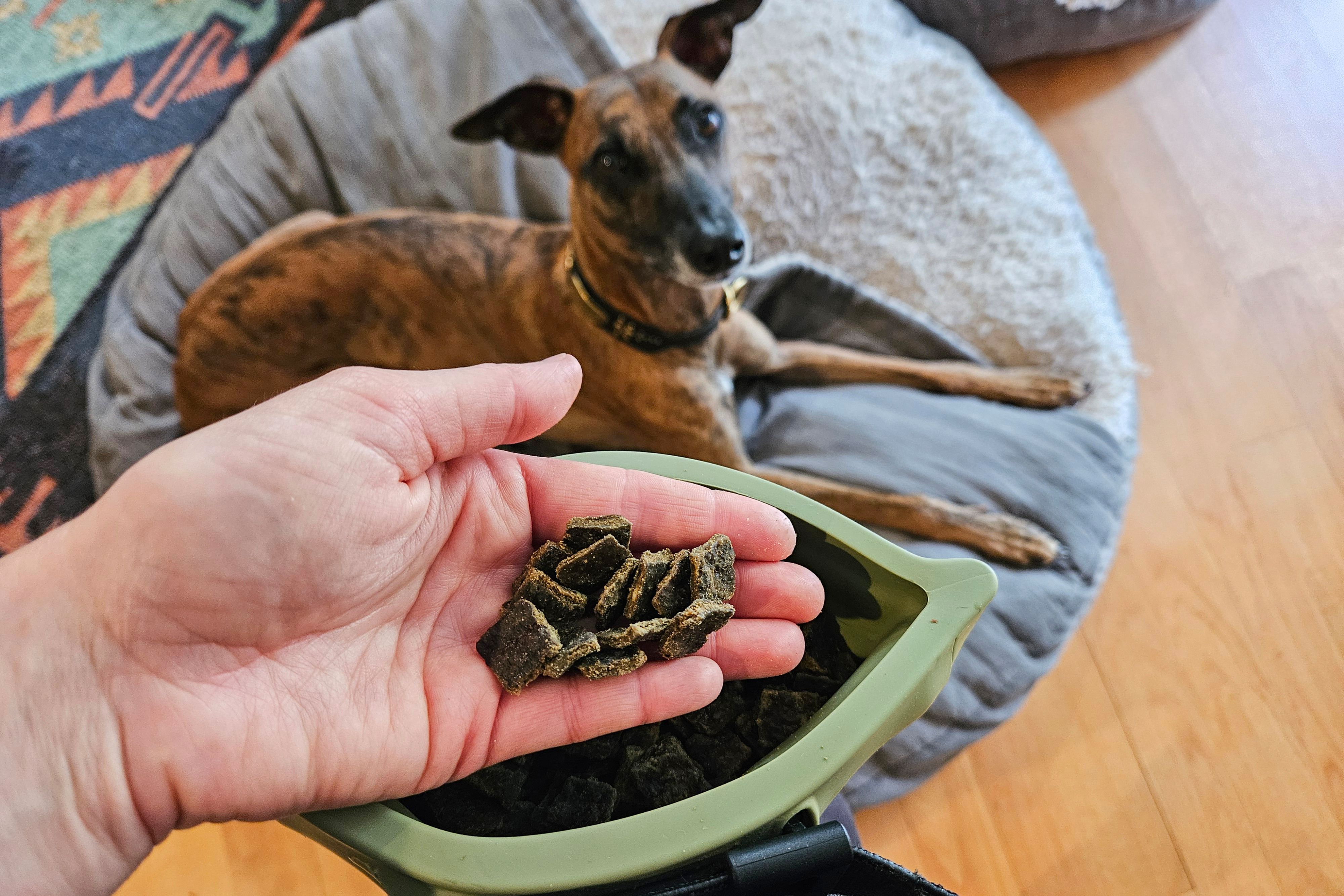 A person holding a small handful of dog training treats while a focused dog sits patiently indoors