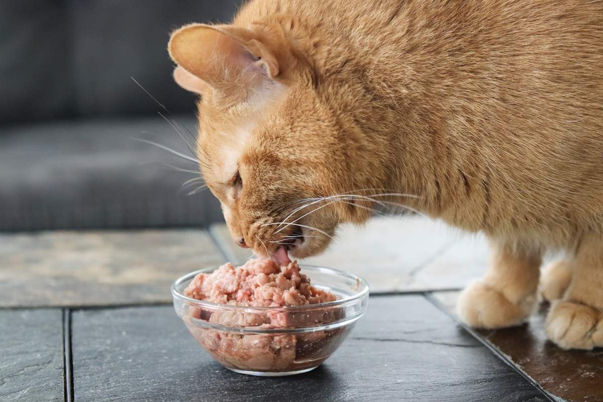 A tabby cat eating wet food from a ceramic bowl on a kitchen mat, warm indoor lighting